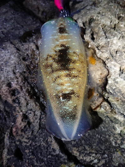 朝マズメ狙いエギング