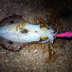 ２日連続朝マズメ狙い