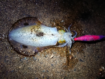 ２日連続朝マズメ狙い