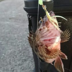 鰤に逢いたくてアジ、サバかよっ(T-T)