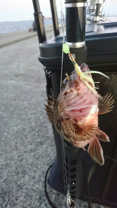 鰤に逢いたくてアジ、サバかよっ(T-T)