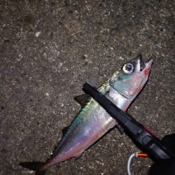 サバなんとか太刀魚