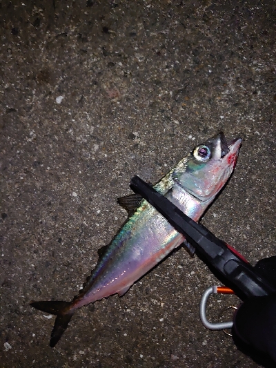 サバなんとか太刀魚