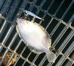 一等地に入れず鰤にはまた逢えず…