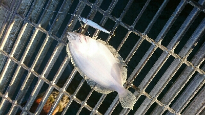 一等地に入れず鰤にはまた逢えず…