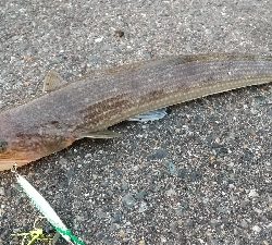 久しぶりのショアジギング