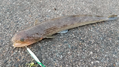 久しぶりのショアジギング