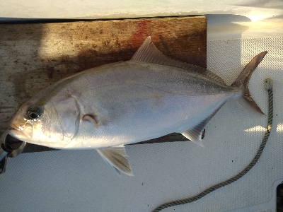 初スーパーライトジギング