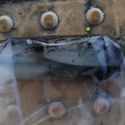 海南を舐め回す