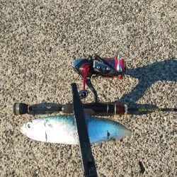 ジグ単アジング