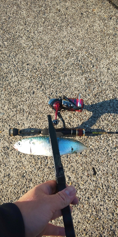 ジグ単アジング