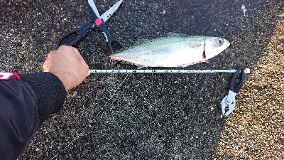 100均も釣れる(笑)