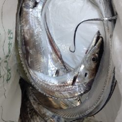 久しぶりのタチウオ