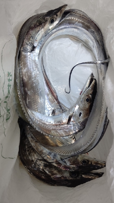 久しぶりのタチウオ