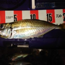 めっちゃサイズいい