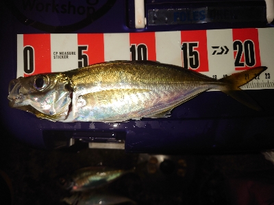 めっちゃサイズいい