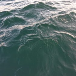 ボートエギング！