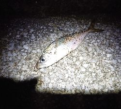 近場でアジング