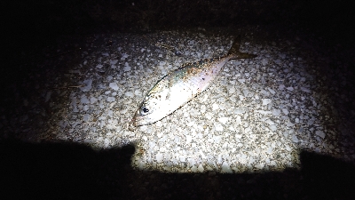 近場でアジング