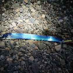 久しぶりのエギング