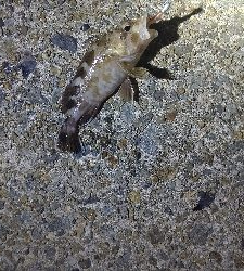 初のメバリング