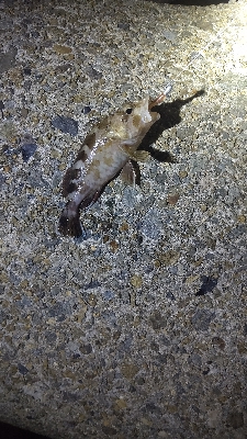 初のメバリング