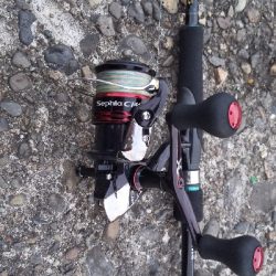 新子のアオリイカ