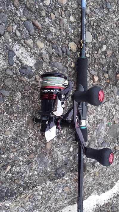 新子のアオリイカ