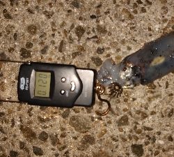 アオリさんはどこ？