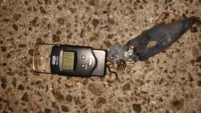 アオリさんはどこ？