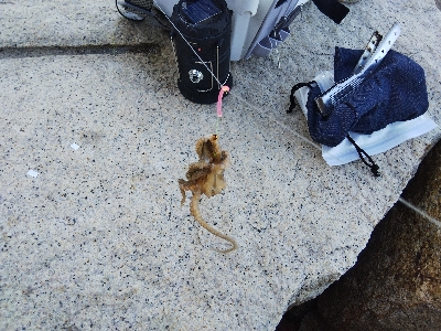 室津の投げ釣り