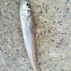 室津のキス釣り