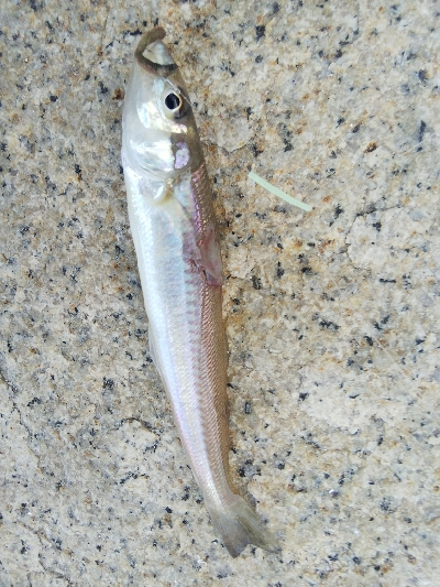 室津のキス釣り