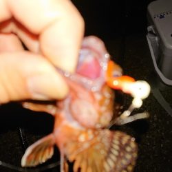 気になっていたワームで