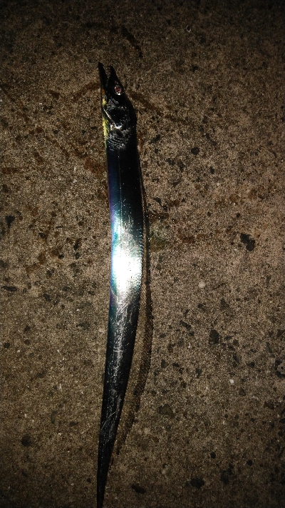 タチウオ偵察に