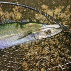 アジは不発でも明け方にガツン
