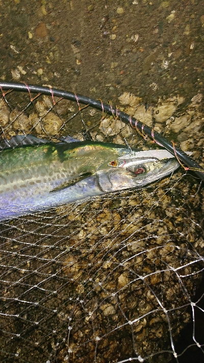 アジは不発でも明け方にガツン