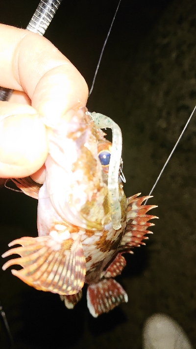 小潮でも高活性♪