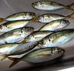 タチウオのちアジング