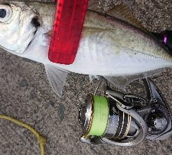 デイでナイスアジ釣れました！