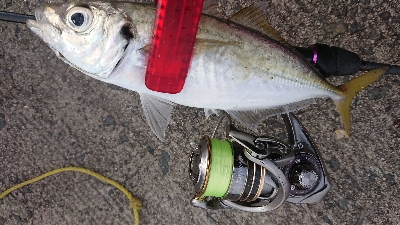 デイでナイスアジ釣れました！