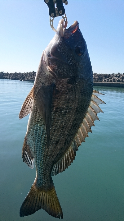 久しぶりの大きなあたり