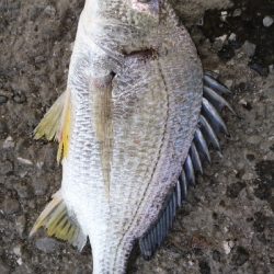 ヘダイのあたり が4回