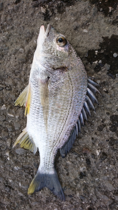 ヘダイのあたり が4回