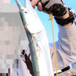 メーター超えのダツ