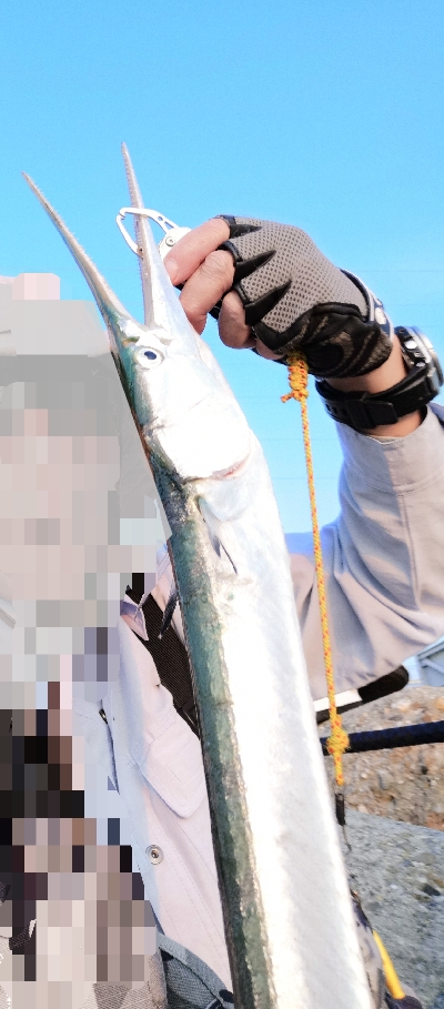 メーター超えのダツ