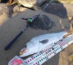 初のランカーサイズ