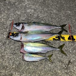 アジはゲットできませんでしたが、サバ！！