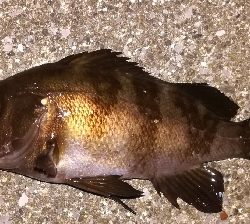 アジング不成立