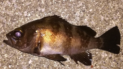 アジング不成立